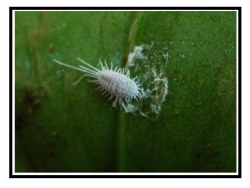 Cocciniglia cotonosa 5