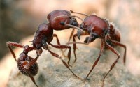 Le super formiche invadono l’Europa. Cacciano le formiche europee