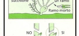 Tutto sulla tecnica della potatura dei rosai dalle operazioni più elementari a quelle più professionali